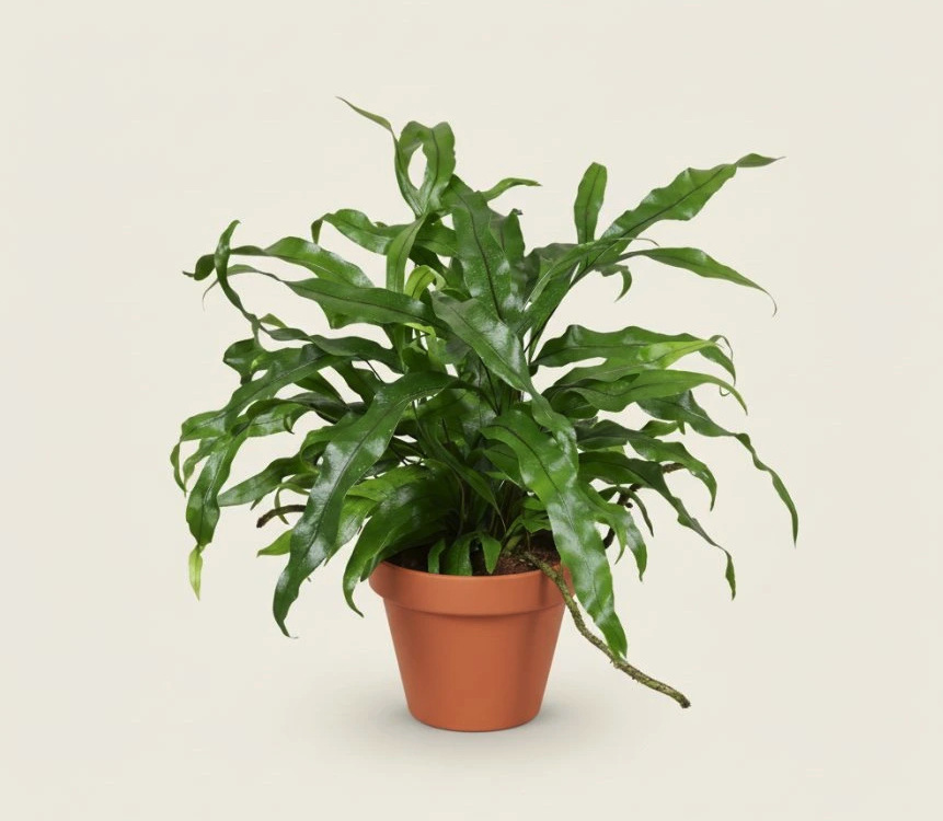 Microsorum ‘Diversifolium’